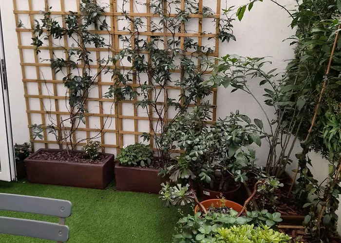 Olive Santiago de Compostela